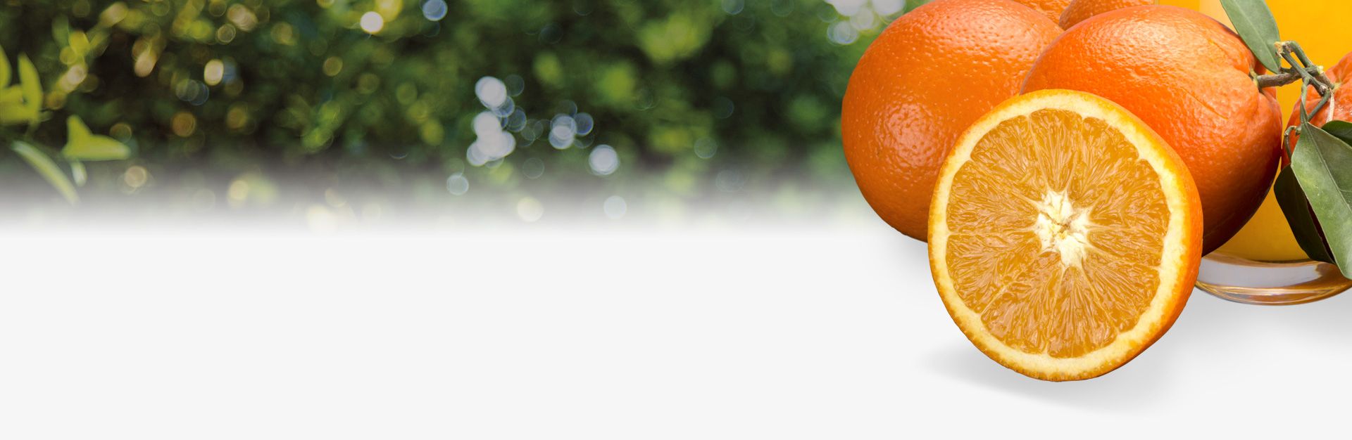 Oranges Oranges