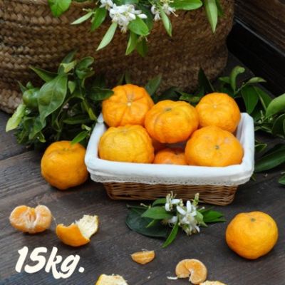 Tangerines Gold Nugget. 15kg.